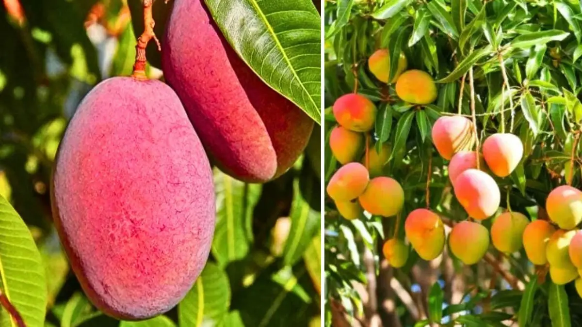 Miyazaki mango in haryana
