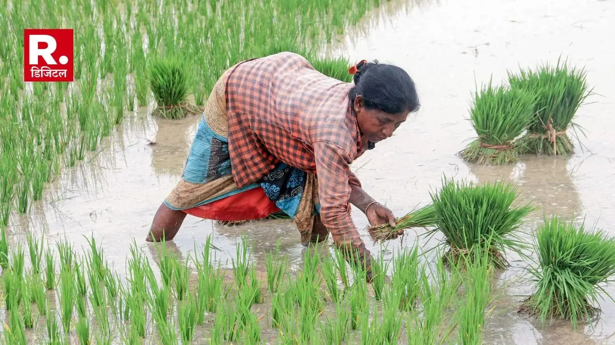 Modi government increased MSP on Kharif crops