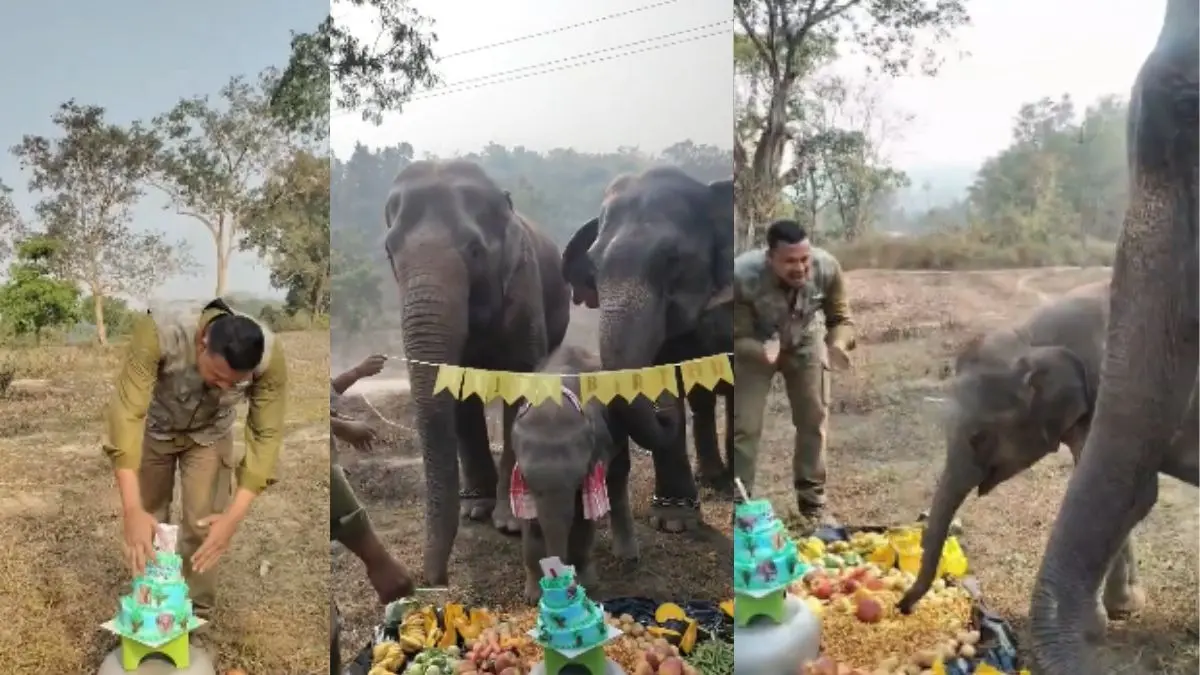 ‘Momo Bhai Party? : Man’s Surprise for Baby Elephant Momo’s 1st Birthday in Assam Goes Viral