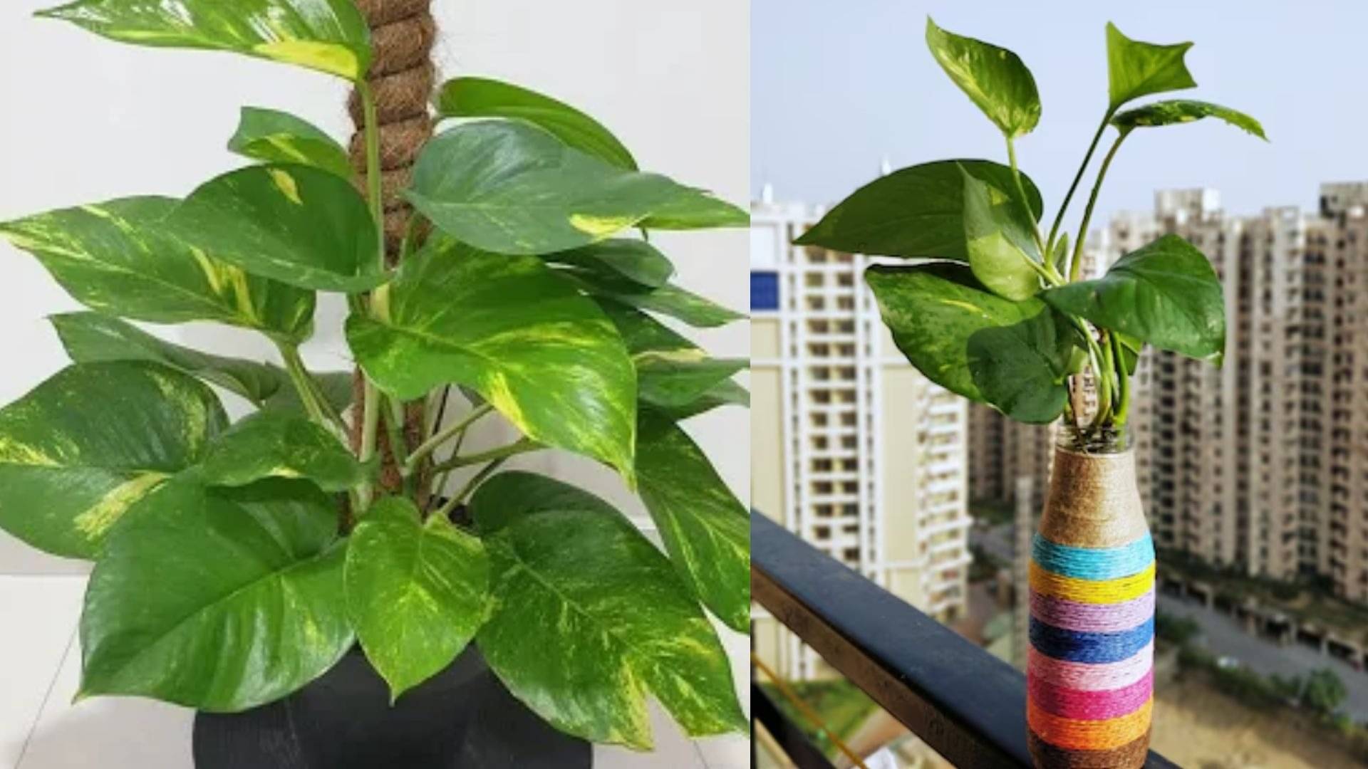 Description of the pic