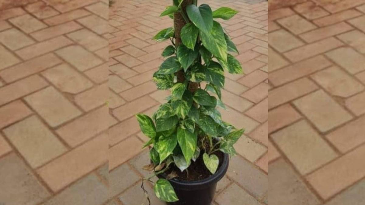 Description of the pic