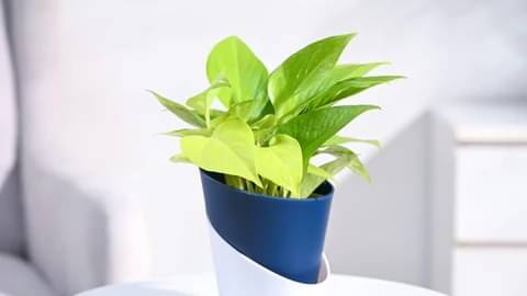 Description of the pic