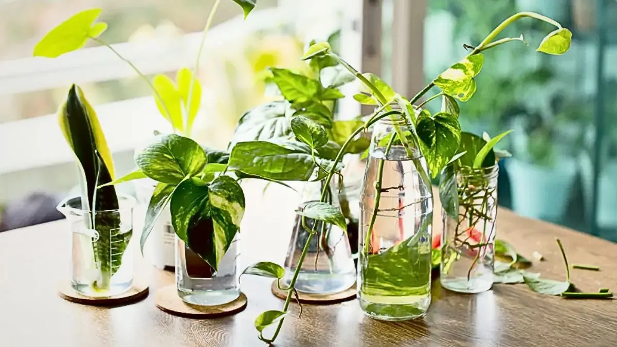 Money Plant in Water Bottle