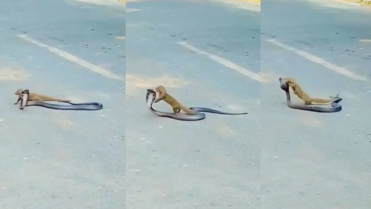 Mongoose fights with snakes Video goes viral