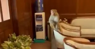 Unexpected Guest! Parliament's MP Lobby Hosts A Monkey, Video Shows Him Sitting On A Chair Unexpected Guest! Parliament's MP Lobby Hosts A Monkey As He Sits On Chair