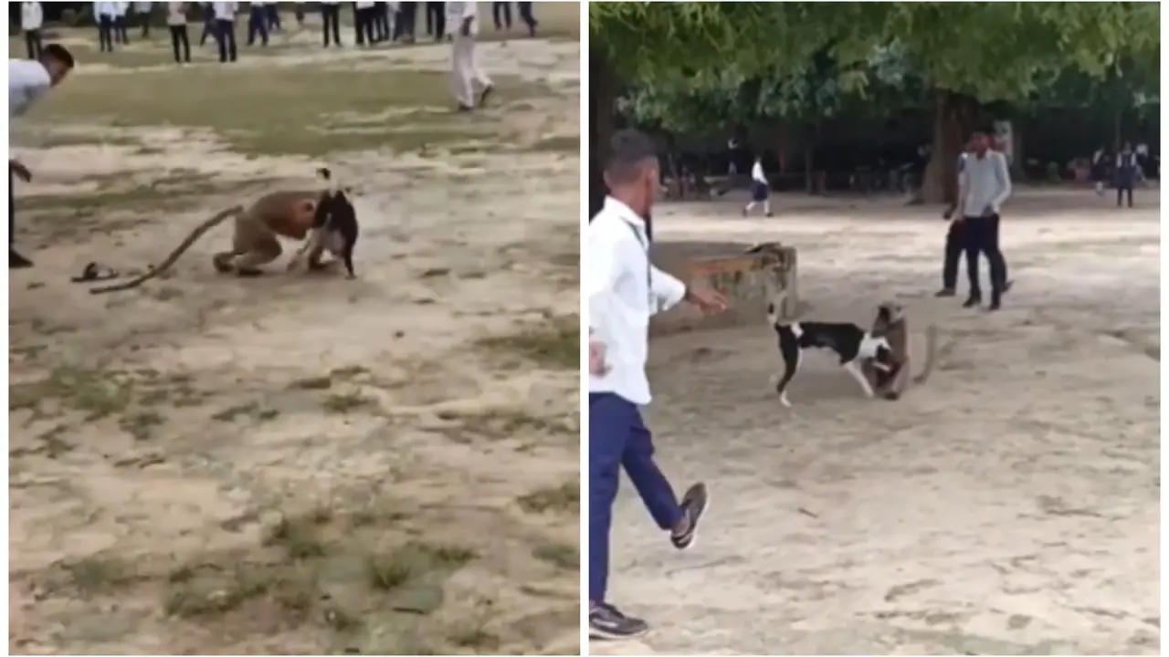 Viral Video: Monkey and Dog Fight on College Campus Takes the Internet by Storm Monkey and Dog Fight