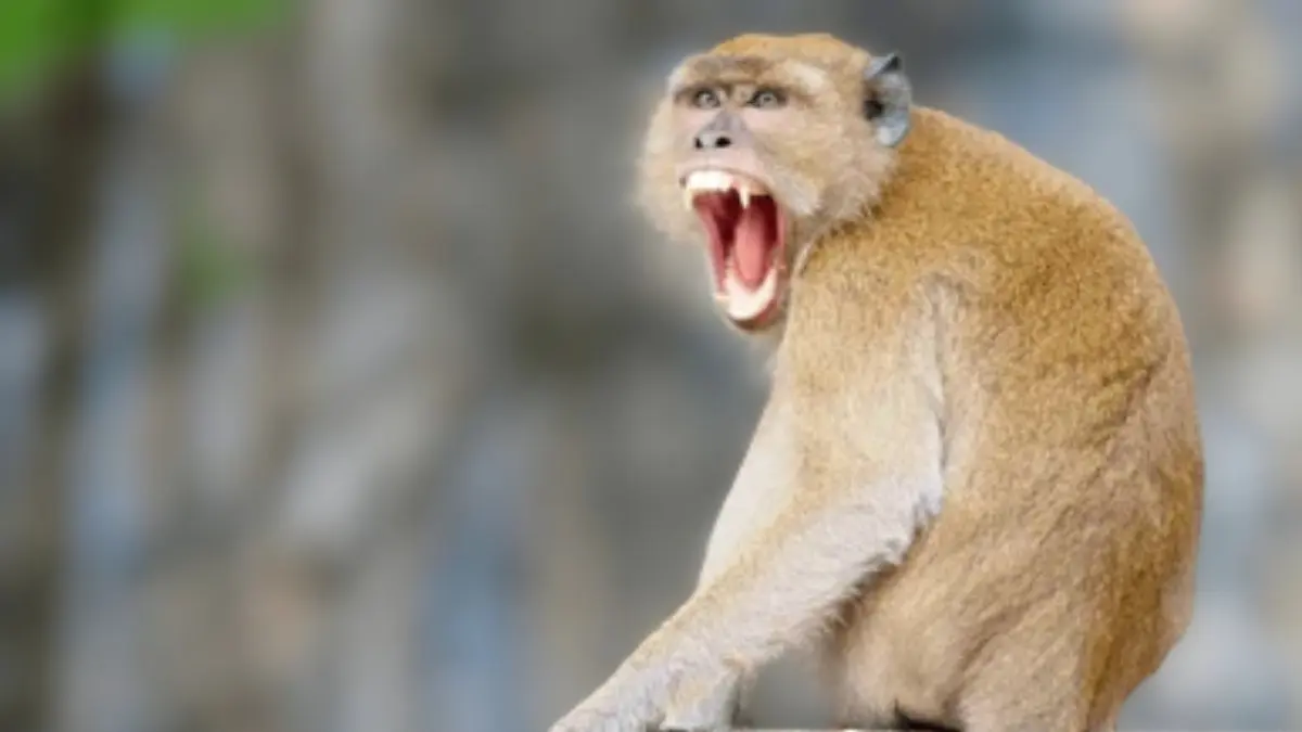 UP Shocker: Monkeys Drag Sleeping Infant From Home, Drowns Him in Water Drum Monkey Drowns Infant After Dragging Him to Water Drum