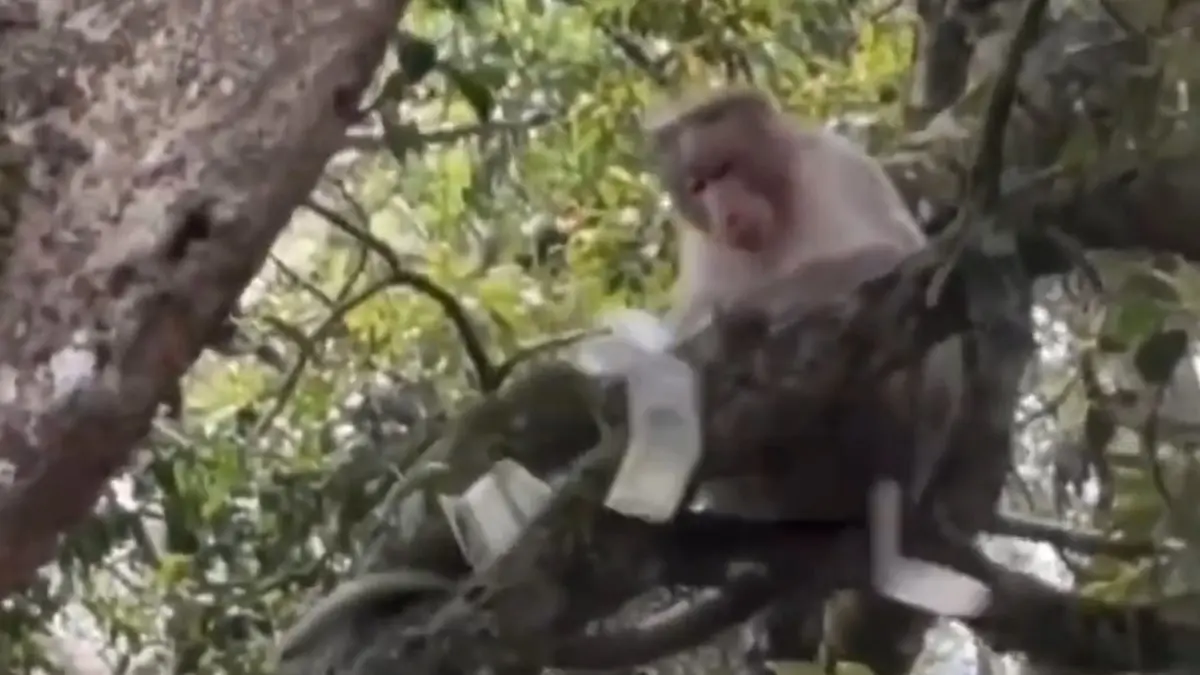 monkey-flying-500-rupees-note