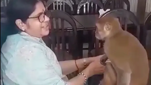 Monkey hugs woman