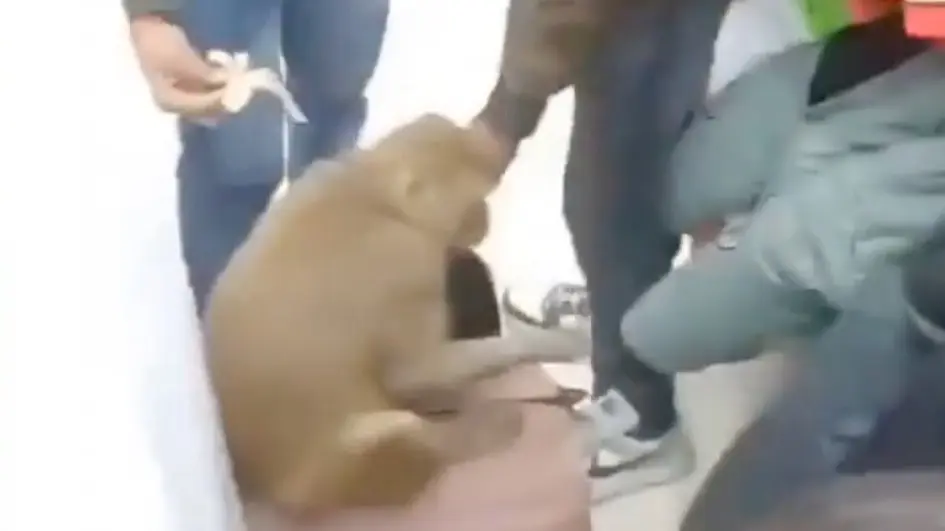 Monkey in Jhansi mall