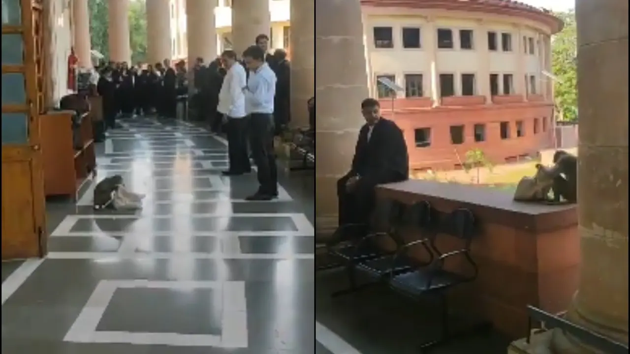 Monkeys Cause a Stir at Supreme Court, Steal Bag in Viral Video Monkeys Cause a Stir at Supreme Court, Steal Bag in Viral Video