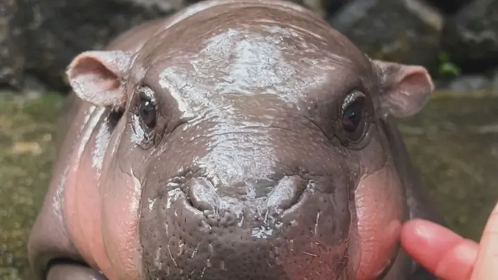 WATCH: Meet The Online Sensation Baby Pygmy Hippo Moo Deng Who Stormed The Internet Moo Deng was born on July 10 and was first revealed to the public on July 25.