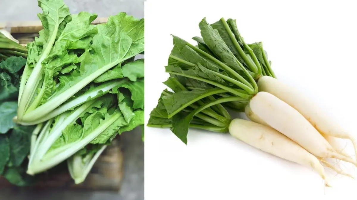 Mooli Ke Patte: इन लोगों को भूलकर भी नहीं खाना चाहिए मूली के पत्ते, वरना लेना पड़ सकता है दवा का सहारा Mooli Ke Patte