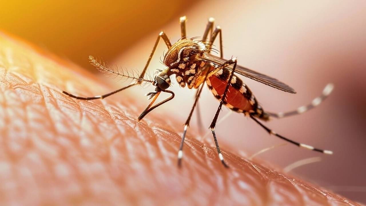 Description of the pic