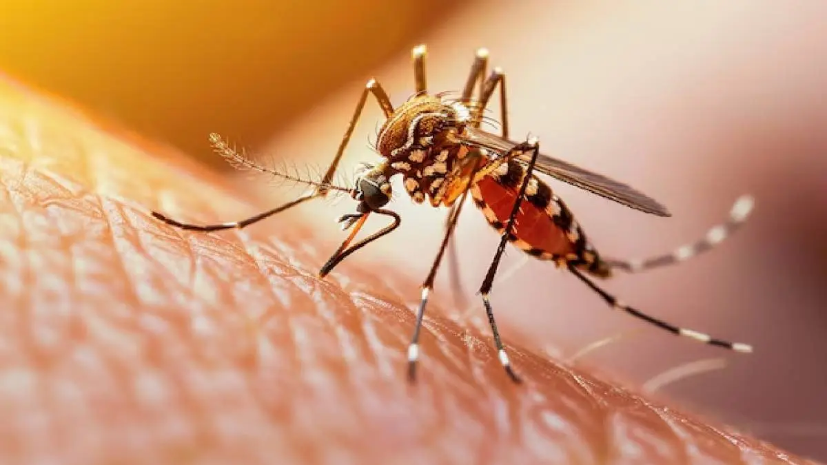 Mosquito Remedy: अब आसानी से पाएं मच्छरों से छुटकारा, बस घर में लगा लें इस फूल का पौधा Mosquito Removal Tips