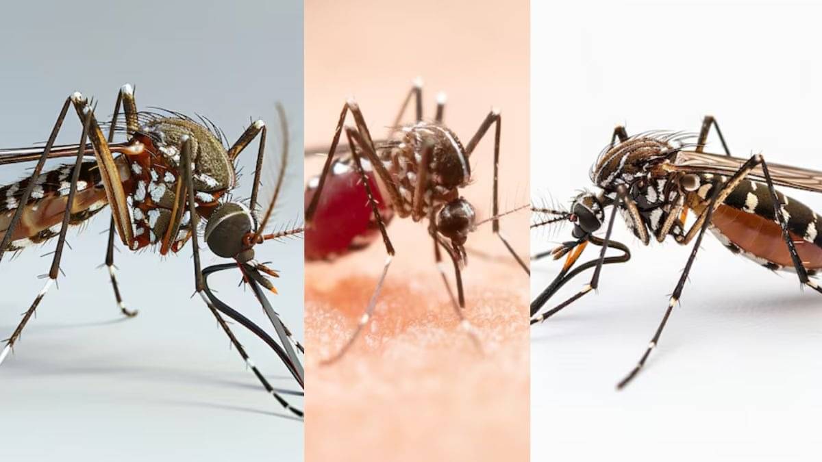 Mosquito Removal Tips