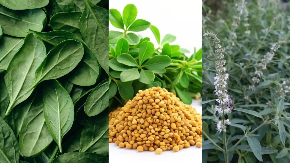 most powerful green vegetable in winter