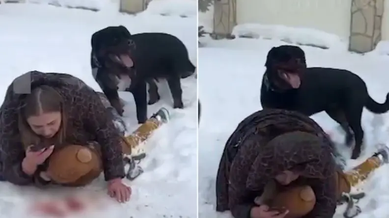 Brave Mother Protects Child From Rottweiler Attack In Russia | WATCH Mother protects child from Rottweiler dog attack in Russia
