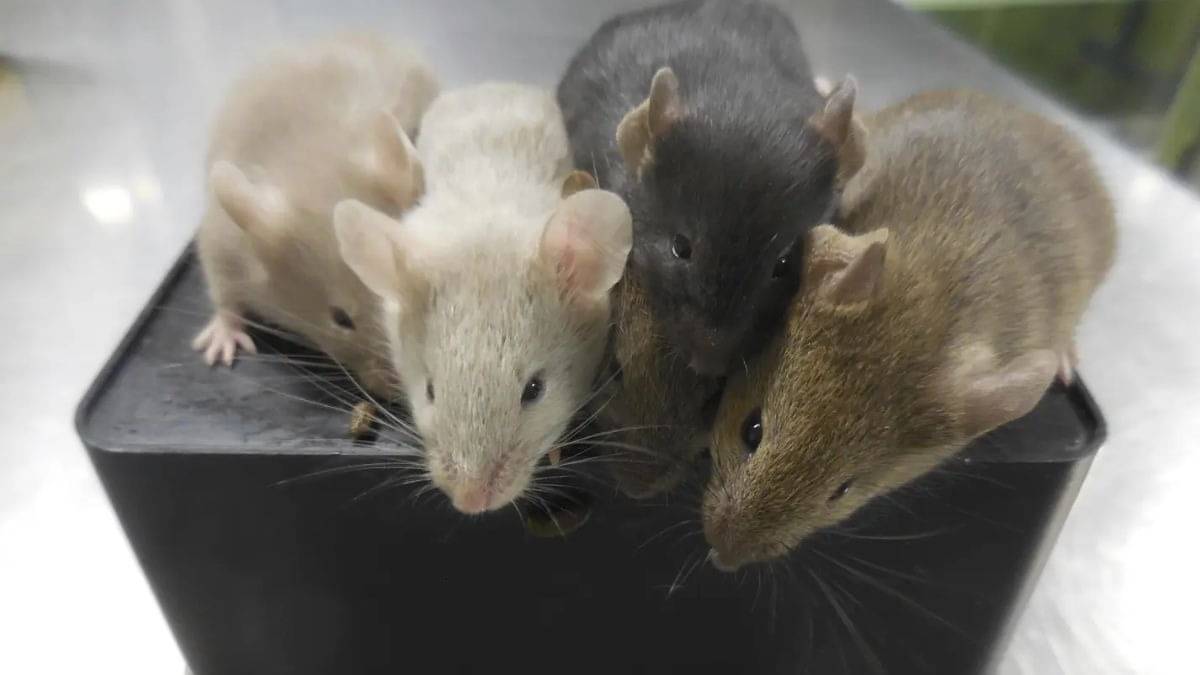 Description of the pic