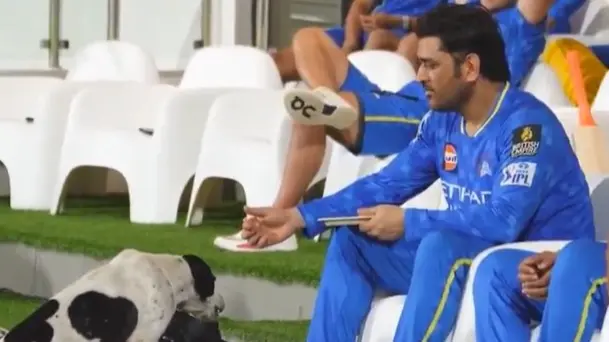 Picture Pawfect: MS Dhoni's Love For Pets Caught On Camera, Former CSK Skipper Spotted Feeding Stray Dog In Chepauk | WATCH MS Dhoni feeds a stray dog
