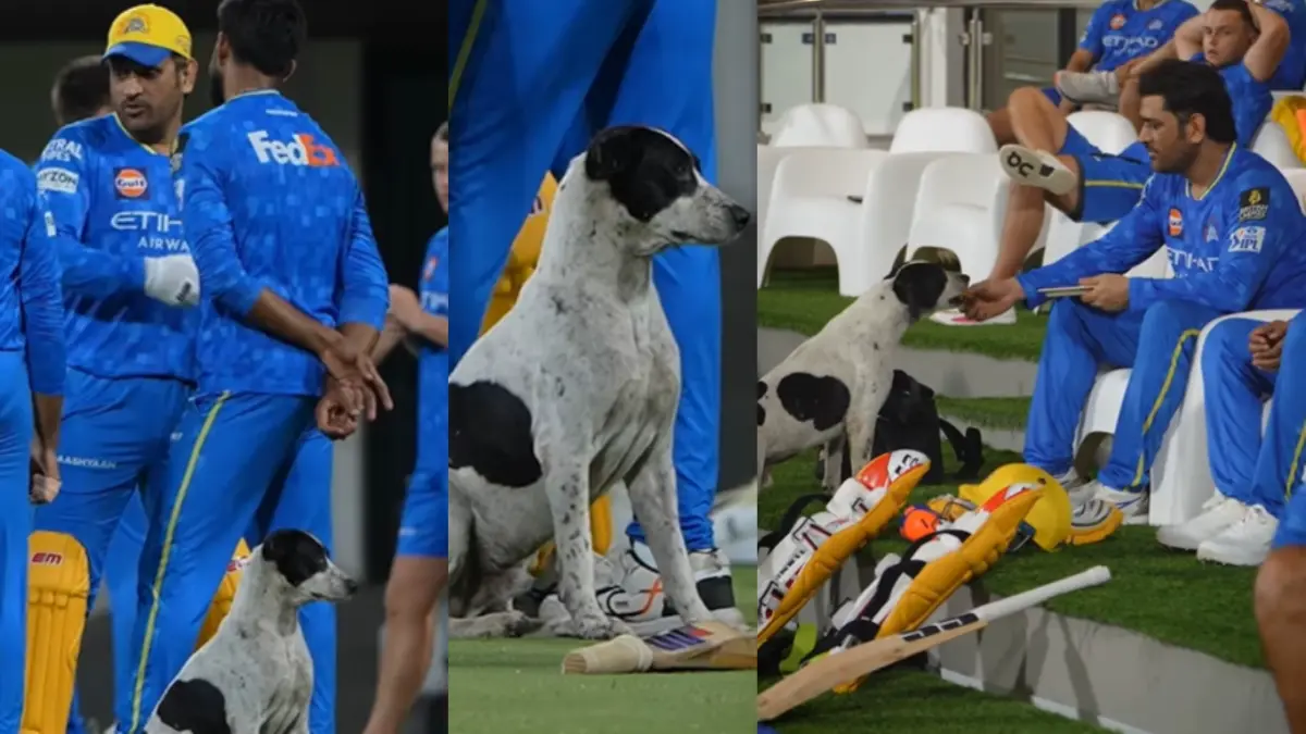 MS Dhoni interacts with a stray dog