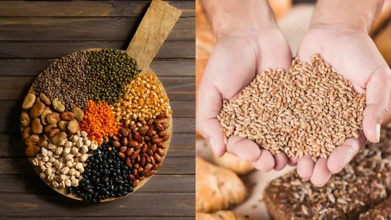 Multigrain Atta vs Single Grain Atta: मल्टीग्रेन या फिर गेहूं का आटा, सेहत के लिए कौन ज्यादा फायदेमंद? जान लीजिए Multigrain Atta vs Single Grain Atta