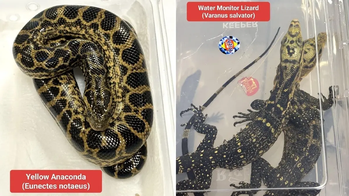 Mumbai Customs Foils Wildlife Smuggling Attempt, Seizes Exotic Animals Including Anaconda Hidden In Trolley Bag