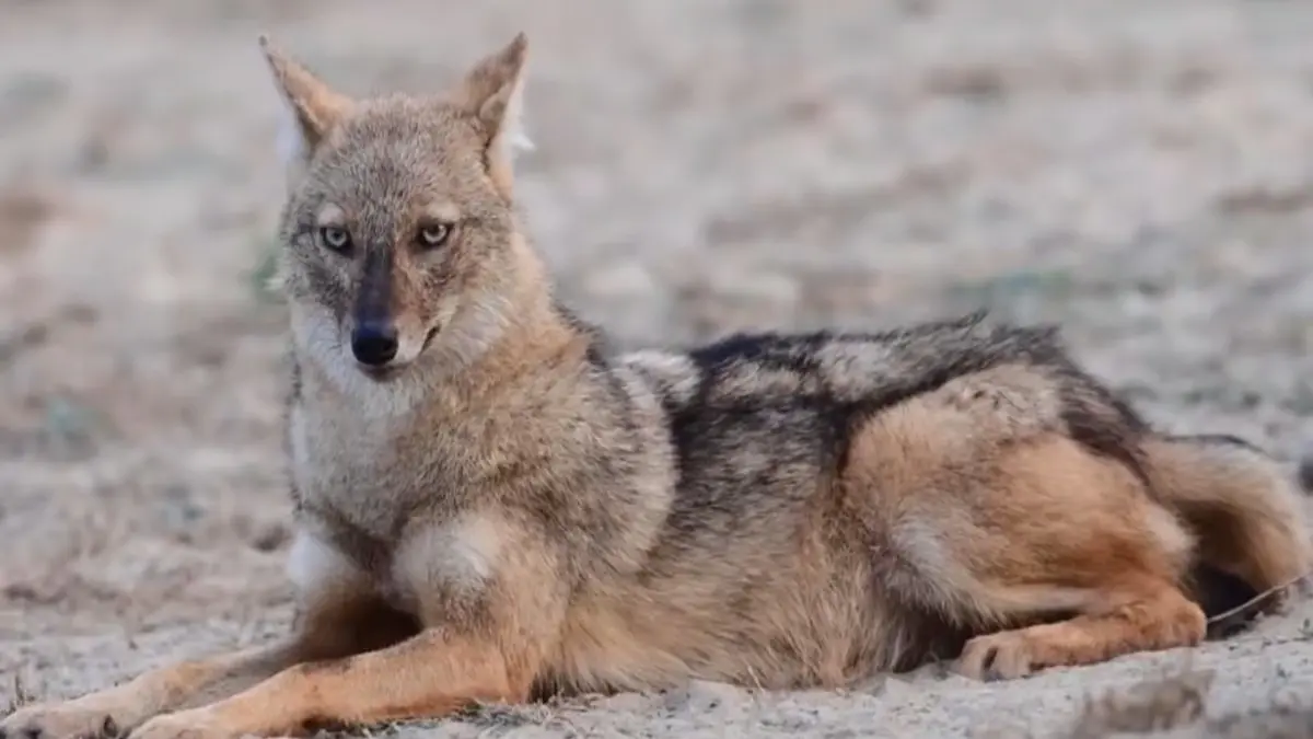 Mumbai Records First Rabies Case in Golden Jackals: A Worrying Wildlife Discovery