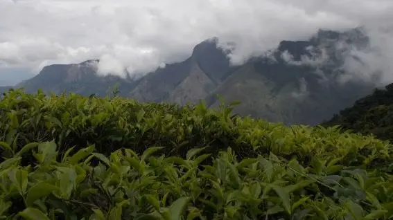 Munnar, Kerala