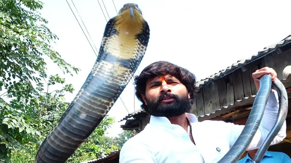 murli-wale-hausla-with-king-cobra