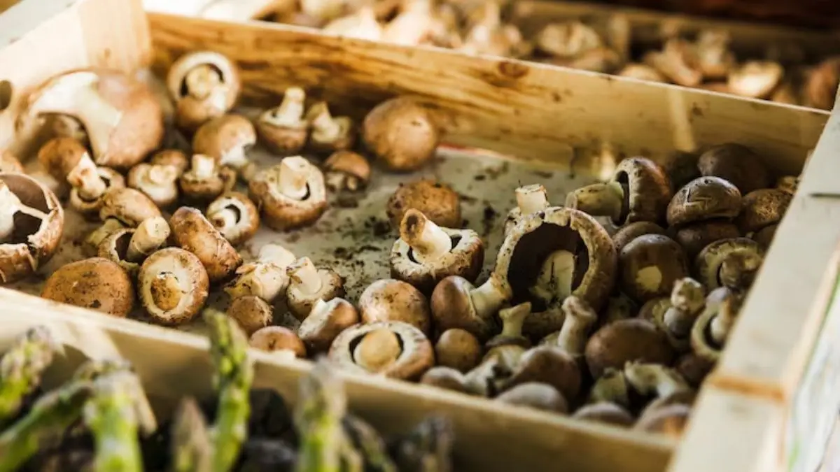 How To Grow Mushroom At Home: कम खर्च में घर पर उगाएं फ्रेश मशरूम, फटाफट नोट कर लें ये आसान तरीका mushroom farming at home