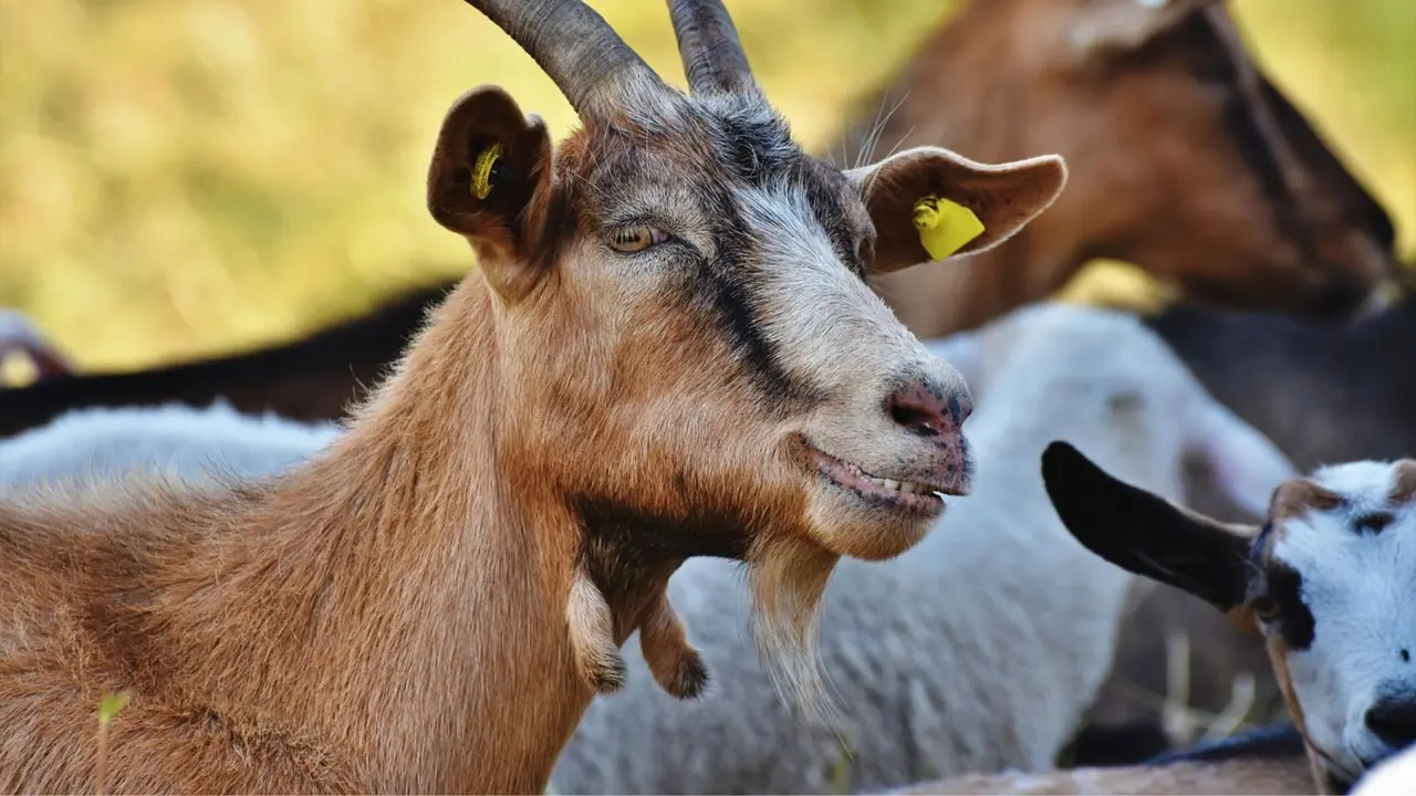 Muslim country Morocco bans animal sacrifice ahead of Eid al-Adha