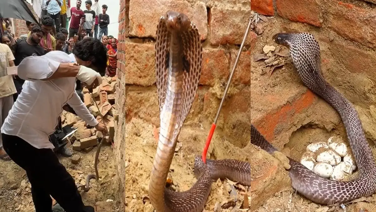 nagin-rescue-murliwale-hausla