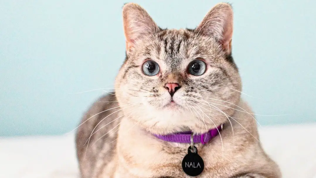 Meet Nala, World’s Richest Cat With Staggering INR 840 Crore Net Worth ...