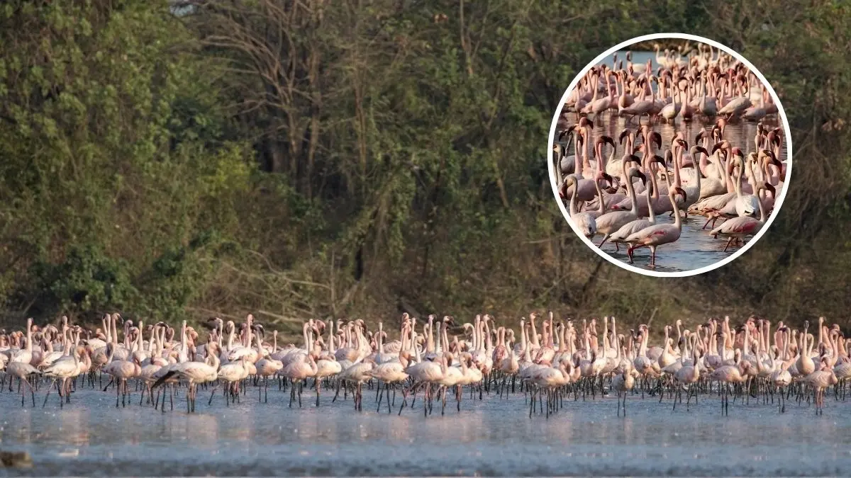 Navi Mumbai Turns Pink! Watch Flamingos Flock in Thousands in Mesmerising Viral Video Navi Mumbai Turns Pink! Watch Flamingos Flock in Thousands in Mesmerising Viral Video