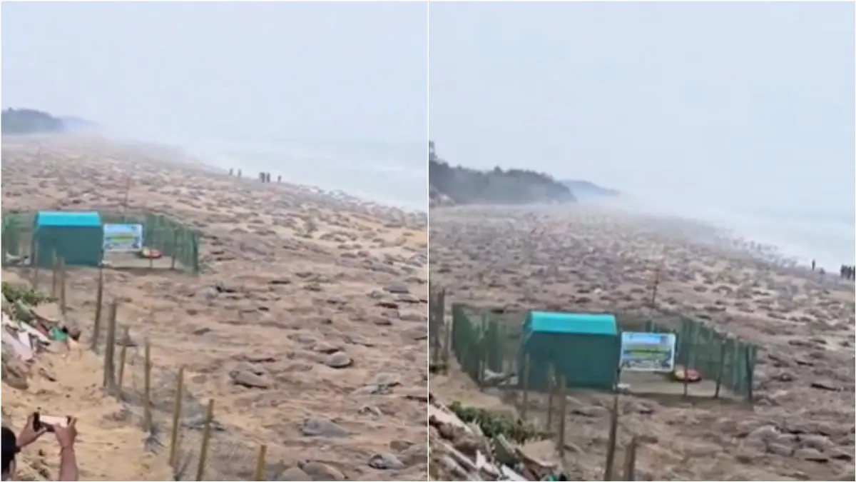 Nearly 7 Lakh Sea Turtles Nest In Odisha’s Rushikulya, Old Video Goes Viral Again Nearly seven lakh turtles arrived at Odisha's Rushikulya beach in February 2025.