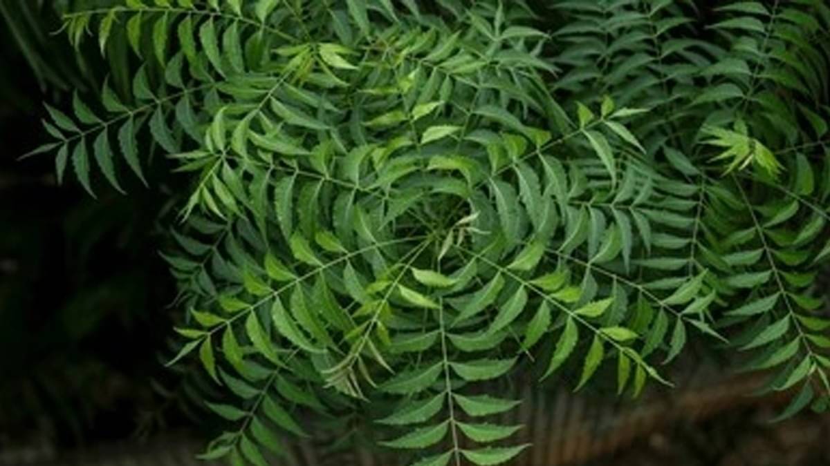 Description of the pic