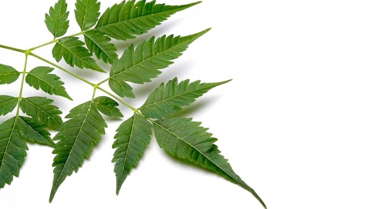 Description of the pic