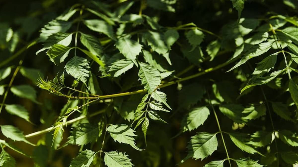 Description of the pic