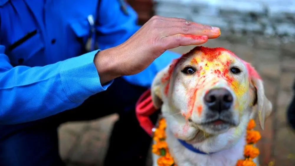 Tihar: Nepal’s Diwali Worships Dogs, Crows, And Cows Nepal's Diwali festivities requires you to worship dogs.