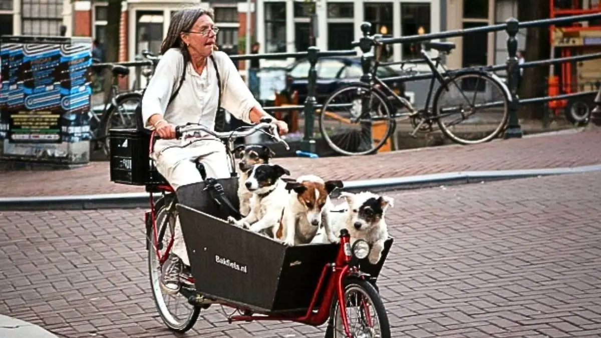 Netherlands Stray Dogs system