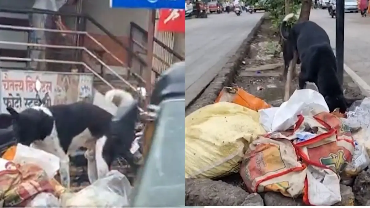 New born baby thrown away