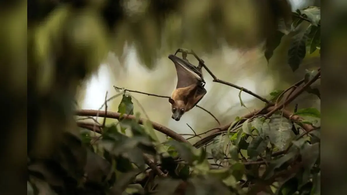 'Nipah Virus Jumps From Bats To Humans': Expert Warns Of 91% Death Rate