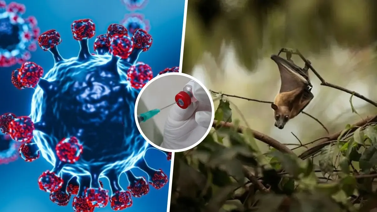Nipah Virus Outbreak: Why the Deadly Infection Has a 40% To 75% Fatality Rate | Explained