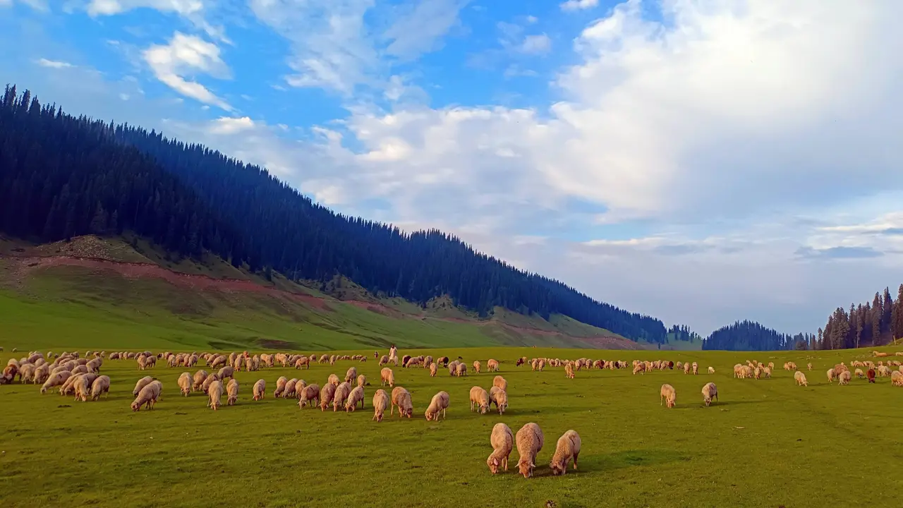 No Big Hotels in Bungus Valley: J&K Govt Focuses on Eco-Tourism, Locals Divided No Big Hotels in Bungus Valley: J&K Govt Focuses on Eco-Tourism, Locals Divided