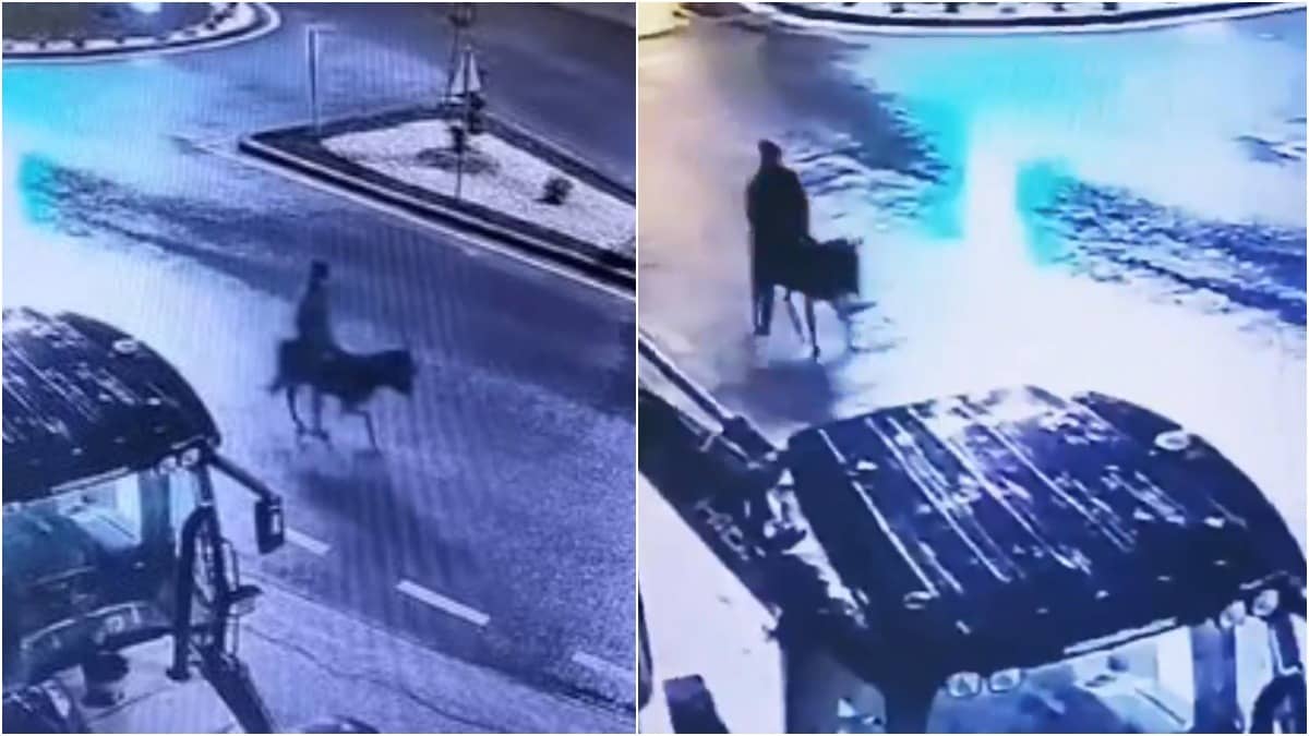 No Car, No Bike, Jewel Thief Escapes On Donkey After Gold Heist In Turkey | Viral Video
