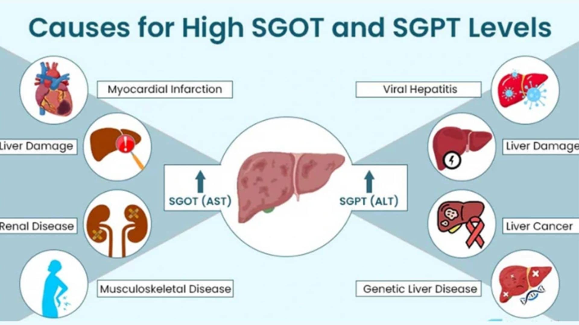 normalize elevated SGOT and SGPT levels