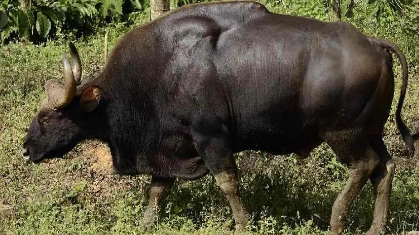 Odisha: 659 Indian Bison Enumerated in Debrigarh Wildlife Sanctuary Odisha: 659 Indian Bison enumerated in Debrigarh Wildlife Sanctuary
