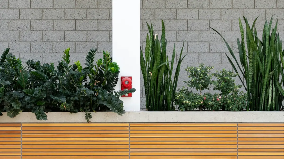 Office Plants Add Warmth To The Workplace. Only Some Will Thrive Office Plants.