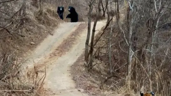 One Tigress Enough to Pack Off Two Sloth Bears: Viral Video from Ranthambore Wins